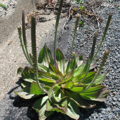 Tall Coastal Plantain
