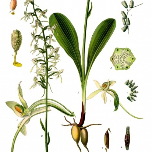 Platanthera Bifolia