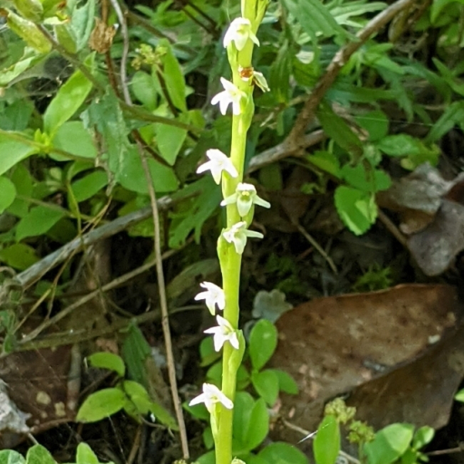 Platanthera Ephemerantha