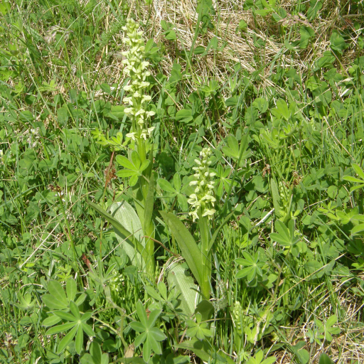 Platanthera Hyperborea