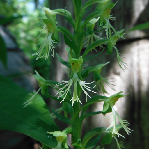 Platanthera Lacera