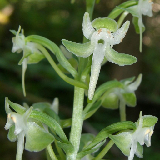 Platanthera Orbiculata