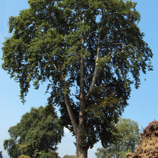 Platanus Orientalis