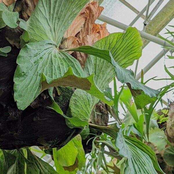 Platycerium Elephantotis