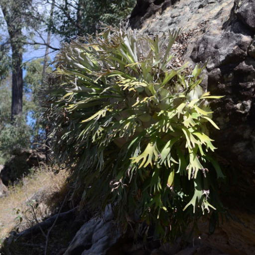 Platycerium Veitchii