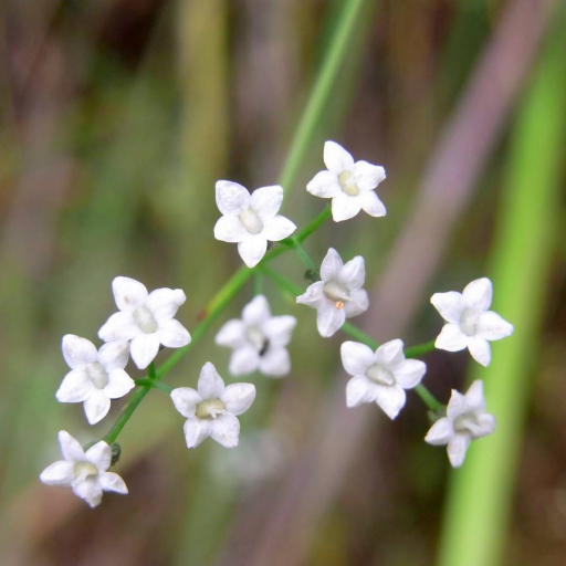 Platysace Linearifolia