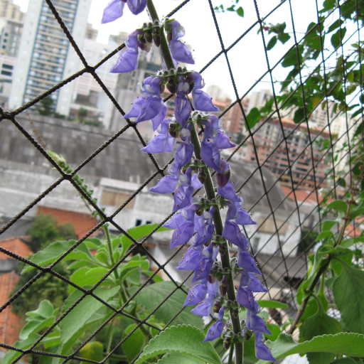 Plectranthus Barbatus