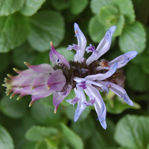 Plectranthus Caninus