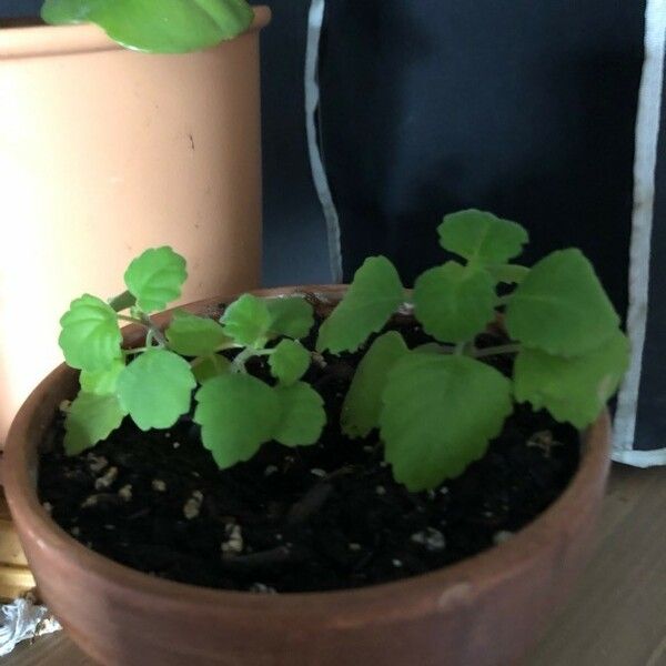 Plectranthus Ernstii