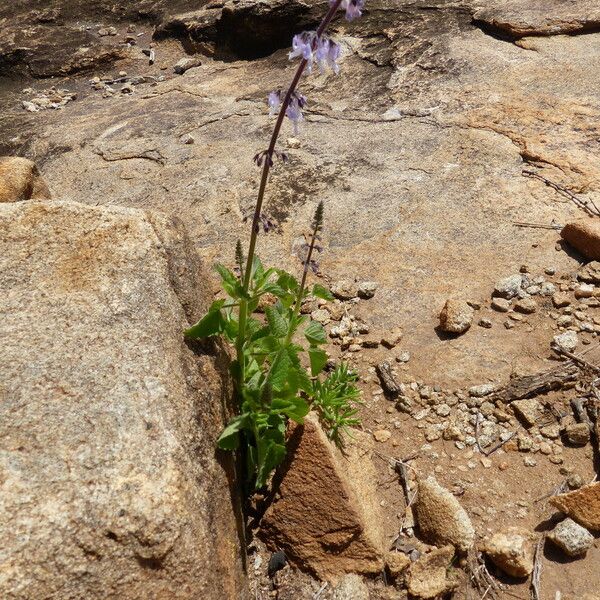 Plectranthus Lanuginosus