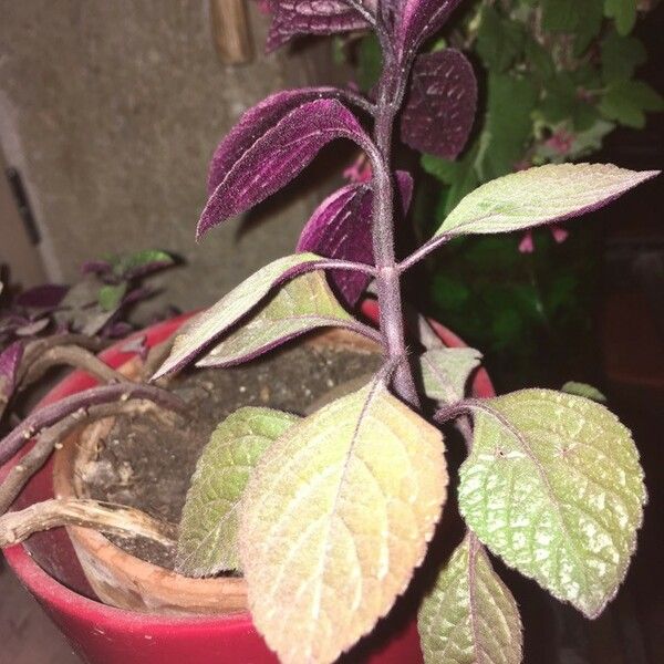 Plectranthus Purpuratus