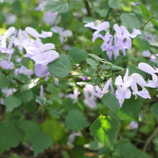 Plectranthus Saccatus