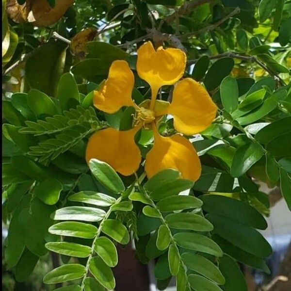 Plectrocarpa Arborea