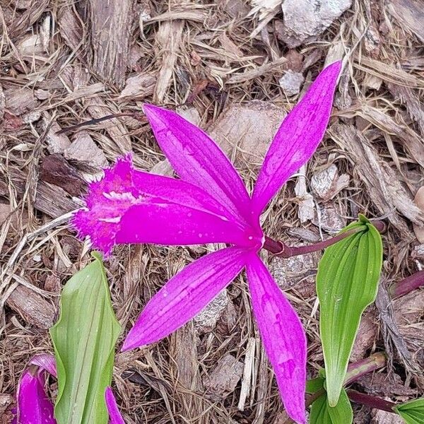 Pleione Bulbocodioides