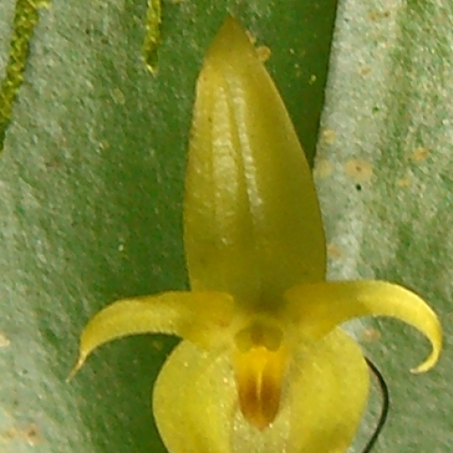 Pleurothallis Phyllocardia