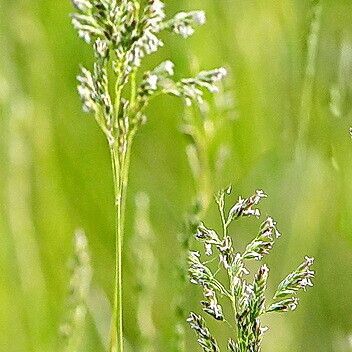 Poa Angustifolia