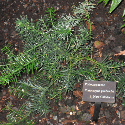 Podocarpus Gnidioides