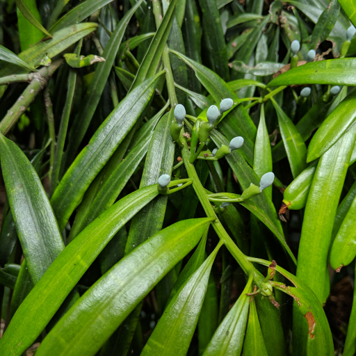 Podocarpus Grayae