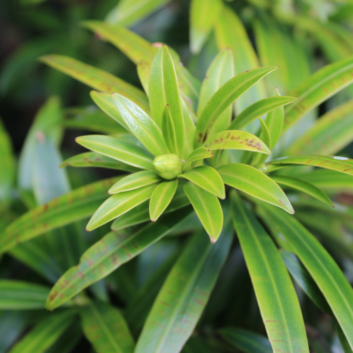 Podocarpus Guatemalensis