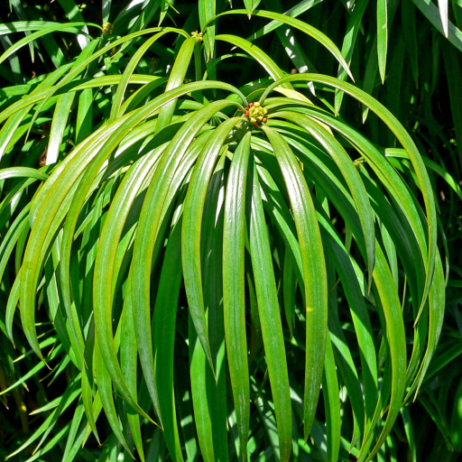 Podocarpus Henkelii