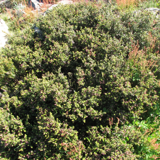 Podocarpus Lawrencii