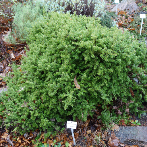 Podocarpus Nivalis