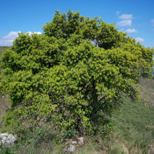 Podocarpus Parlatorei