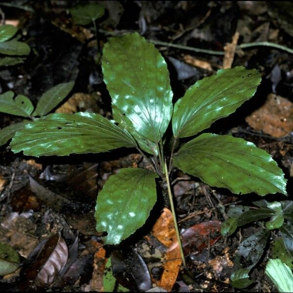 Podococcus Podococcus Barteri Care Guide: Water, Soil & Propagation - Plantiary