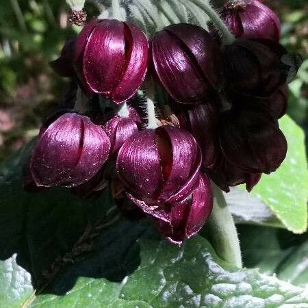 Podophyllum Aurantiocaule