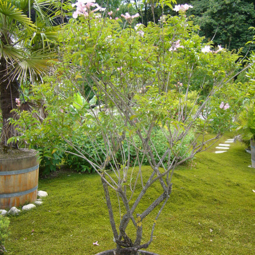 Podranea Ricasoliana