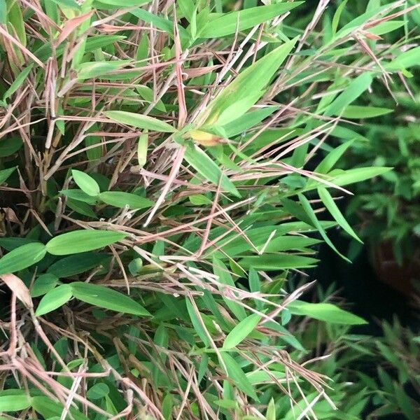 Pogonatherum Paniceum