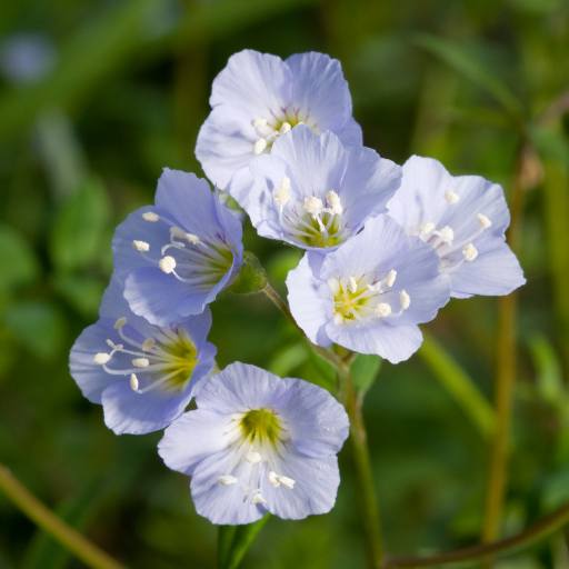 Polemonium Reptans