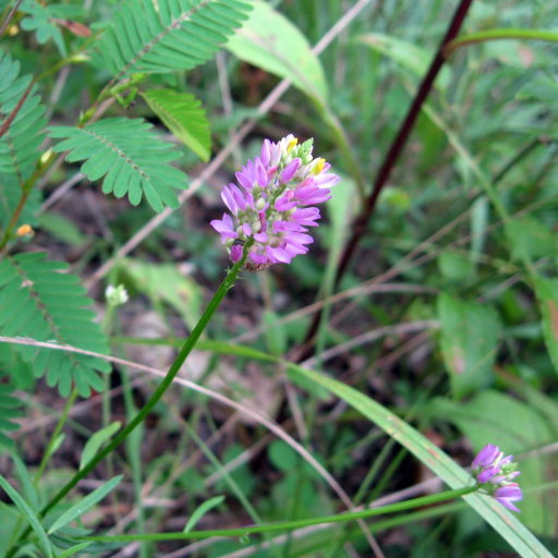 Polygala Curtissii