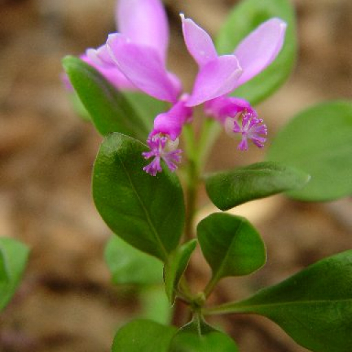 Polygala Paucifolia