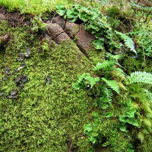 Polypodium Glycyrrhiza