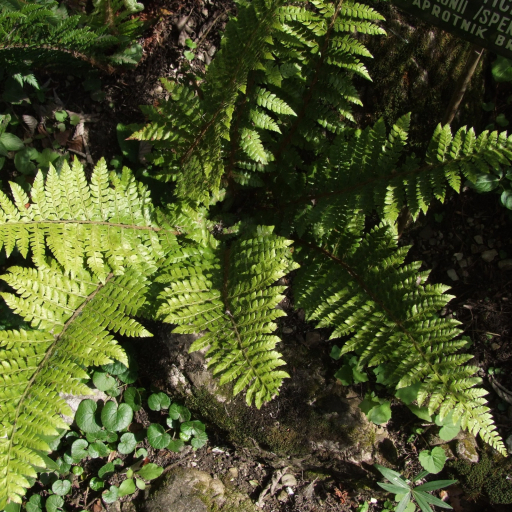 Polystichum Braunii