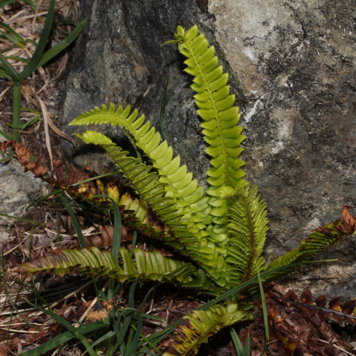 Polystichum Lonchitis