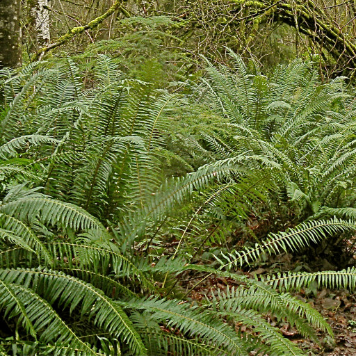 Polystichum Munitum