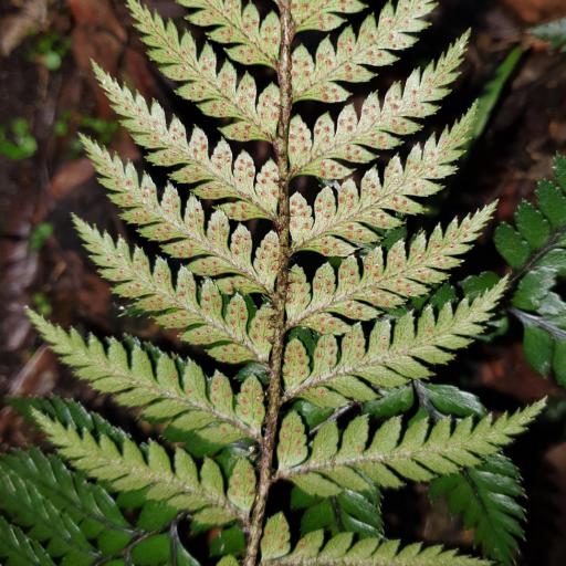 Polystichum Neozelandicum