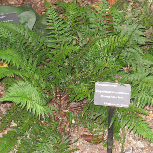 Polystichum Tsus-simense