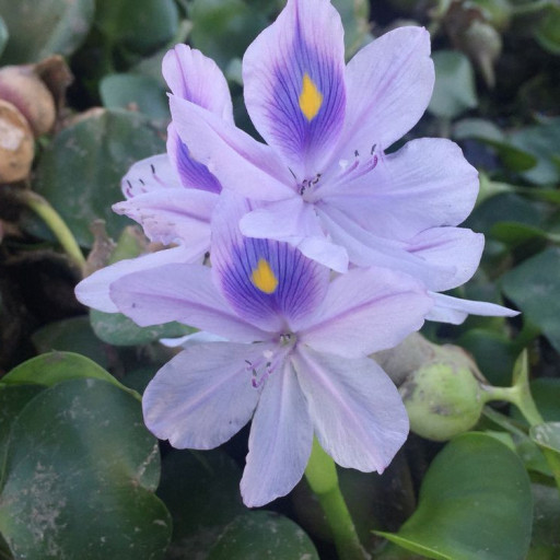 Pontederia Crassipes