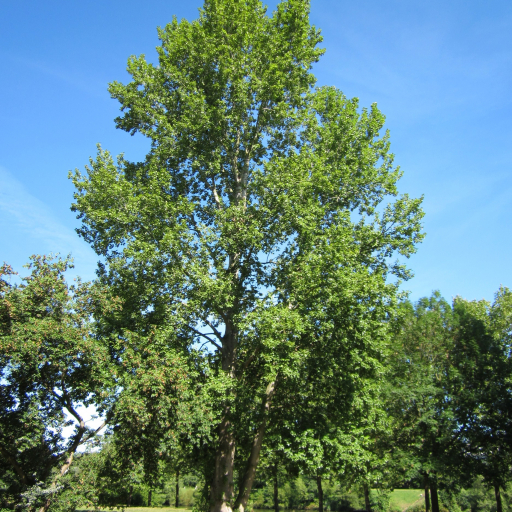 Populus × Canescens