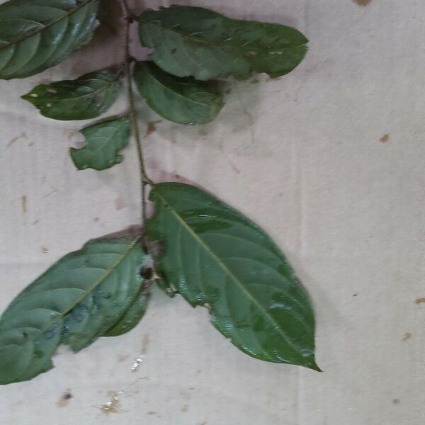 Poraqueiba Guianensis