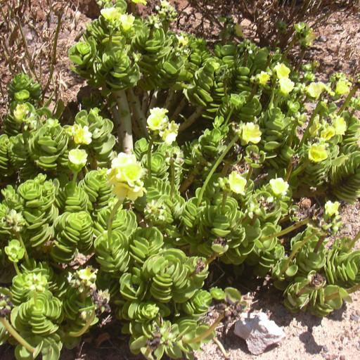 Portulaca Molokiniensis