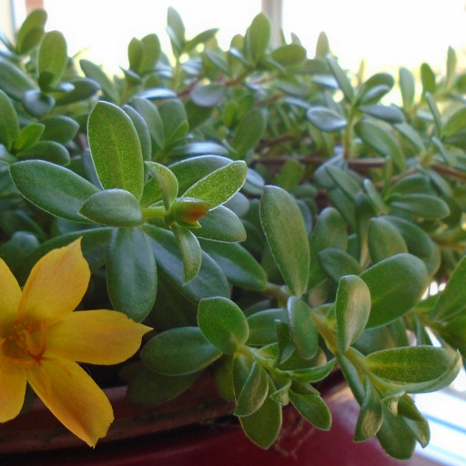 Portulaca Umbraticola