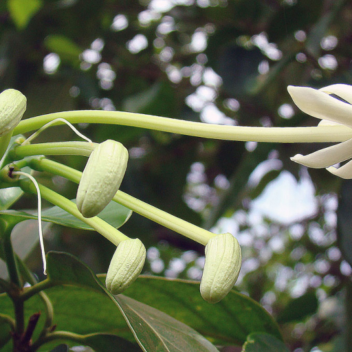 Posoqueria Latifolia