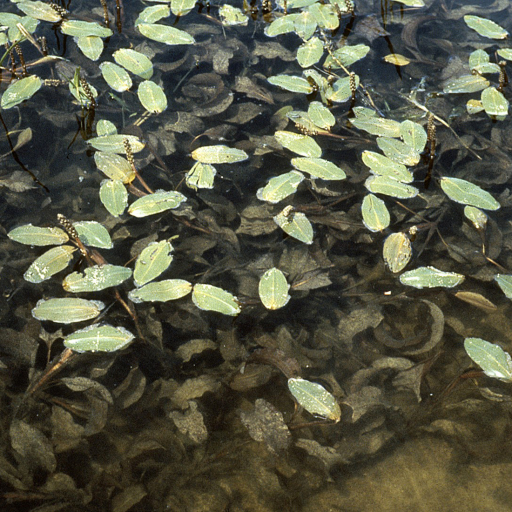 Potamogeton Amplifolius