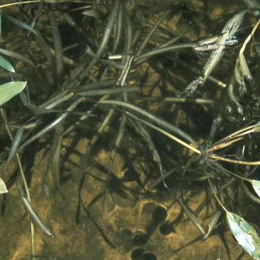 Potamogeton Epihydrus