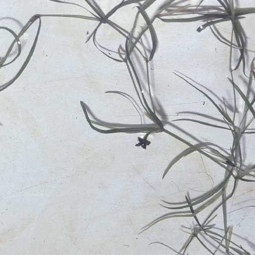 Potamogeton Foliosus