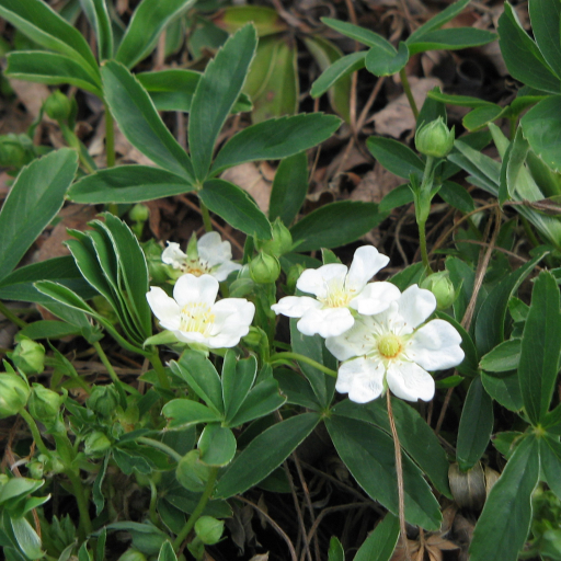 Potentilla Alba